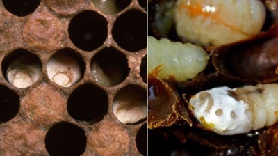 ფუტკრის დაავადებებთან ბრძოლის ინოვაციური მეთოდები